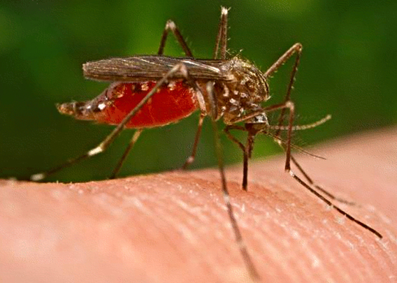 после укусов комаров, против комаров, укусы комаров у детей, защита от комаров